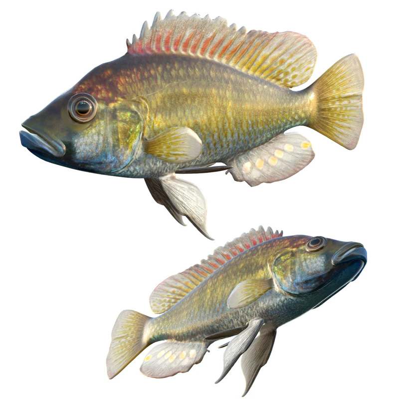 Eastern Happy fish 3D Model .c4d .max .obj .3ds .fbx .stl .blend 