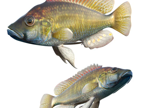 Восточная счастливая рыба 3D Модель