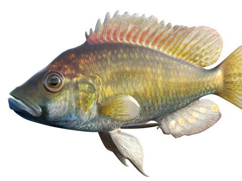 东方快乐鱼 3D 模型