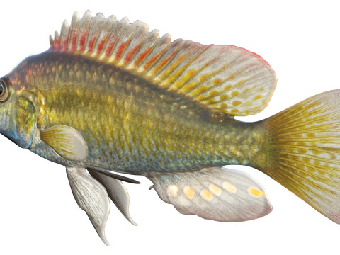 东方快乐鱼 3D 模型