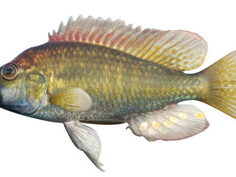 东方快乐鱼 3D 模型