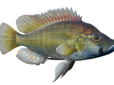 东方快乐鱼 3D 模型