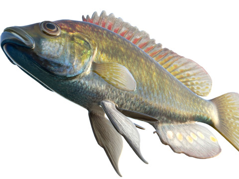 东方快乐鱼 3D 模型