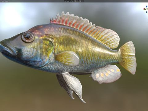 东方快乐鱼 3D 模型