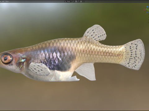 东方食蚊鱼 3D 模型