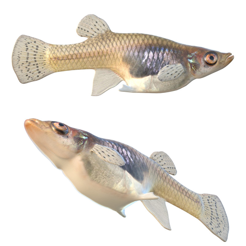 Zanzara orientale Modello 3D .c4d .max .obj .3ds .fbx .stl .blend 