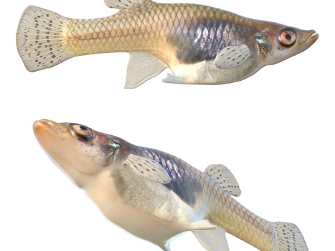 Ikan Nyamuk Timur Model 3D