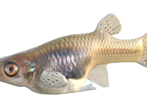 Zanzara orientale Modello 3D