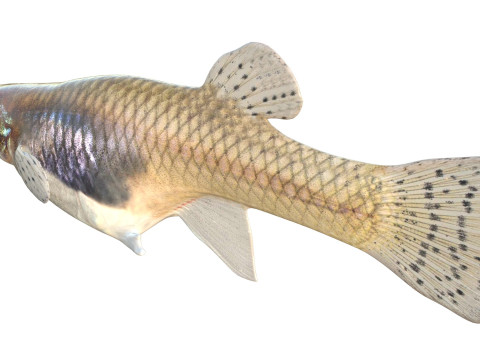 Zanzara orientale Modello 3D