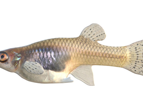 Zanzara orientale Modello 3D