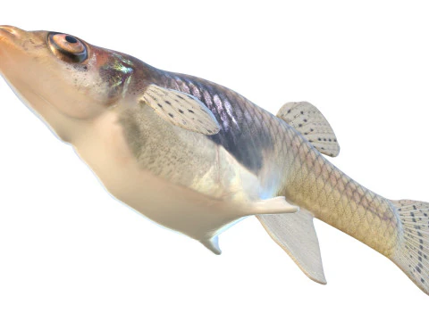 पूर्वी मच्छर मछली 3D मॉडल