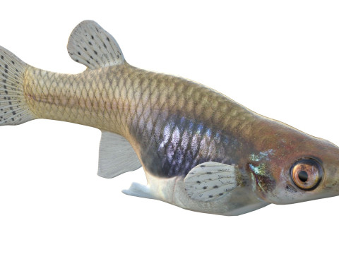 Zanzara orientale Modello 3D