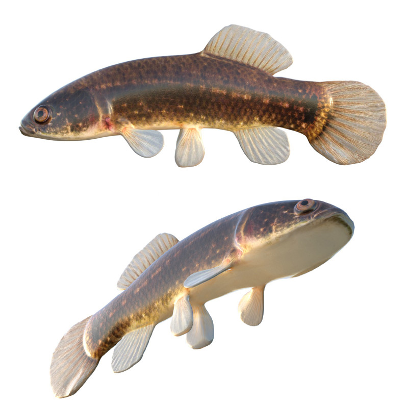 Pez Mudminnow del este Modelo 3D .c4d .max .obj .3ds .fbx .stl .blend 