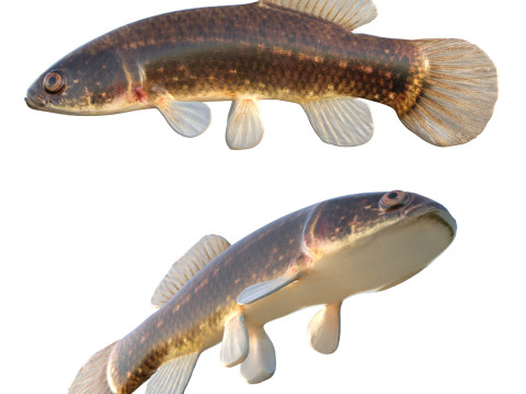 Восточная рыба-мудминноу 3D Модель