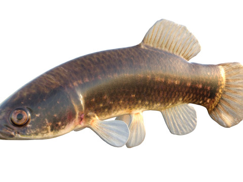 Pez Mudminnow del este Modelo 3D