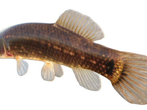 Pez Mudminnow del este Modelo 3D