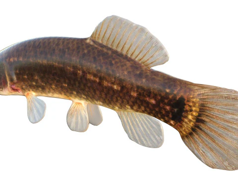 Pesce Mudminnow orientale Modello 3D