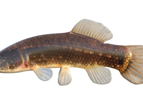 Pez Mudminnow del este Modelo 3D