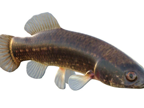 Pesce Mudminnow orientale Modello 3D