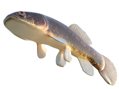 Pesce Mudminnow orientale Modello 3D