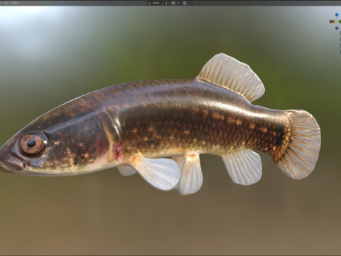 Pez Mudminnow del este Modelo 3D