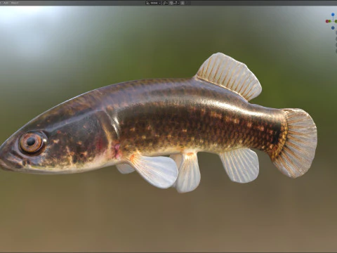Pesce Mudminnow orientale Modello 3D