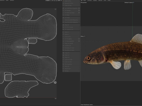Pez Mudminnow del este Modelo 3D