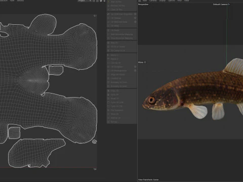 Pesce Mudminnow orientale Modello 3D