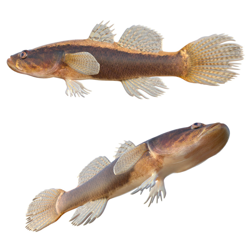 荸荠鱼 3D 模型 .c4d .max .obj .3ds .fbx .stl .blend 