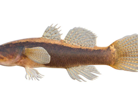 Eleotris amblyopsis fish 3D Model