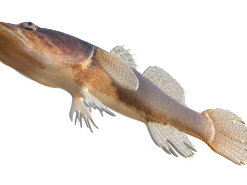 Eleotris amblyopsis fish 3D Model