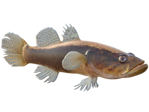 Eleotris amblyopsis fish 3D Model