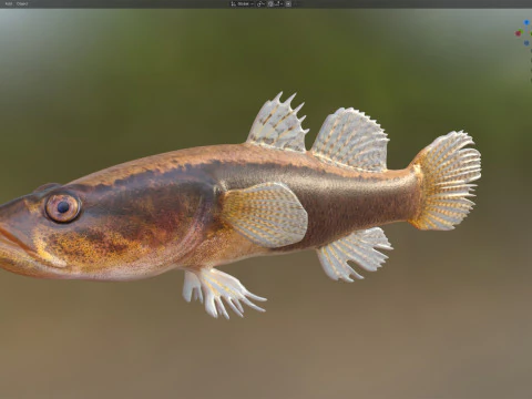 Eleotris amblyopsis fish 3D Model