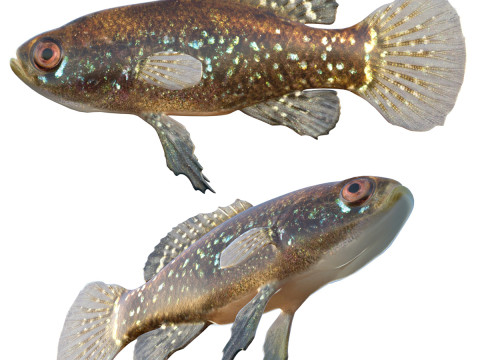 에버글레이즈 피그미 선피시 3D 모델