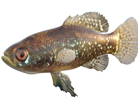 エバーグレーズ ピグミーマンボウ 3Dモデル