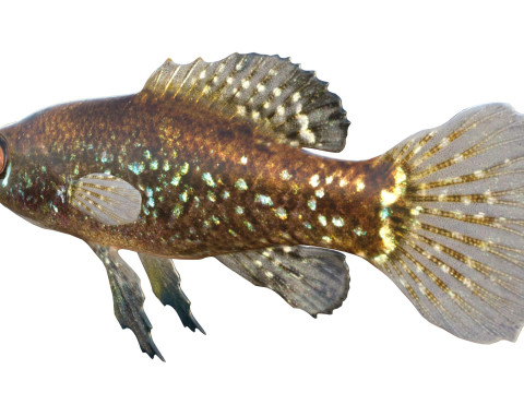 エバーグレーズ ピグミーマンボウ 3Dモデル