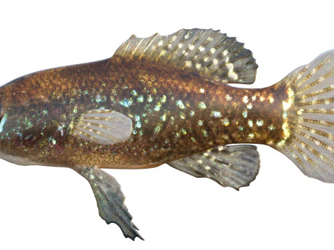 Everglades Pygmy Sunfish 3D Model