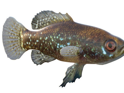 エバーグレーズ ピグミーマンボウ 3Dモデル