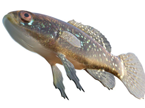 Everglades Pygmy Sunfish 3D Model