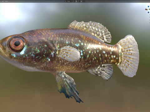 エバーグレーズ ピグミーマンボウ 3Dモデル