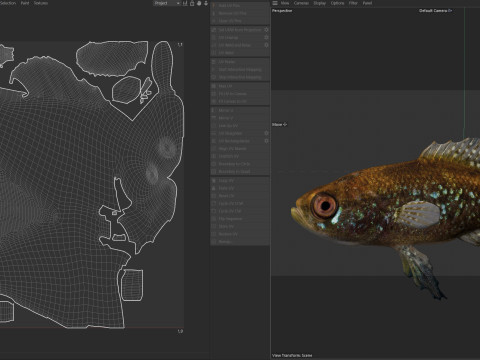 エバーグレーズ ピグミーマンボウ 3Dモデル