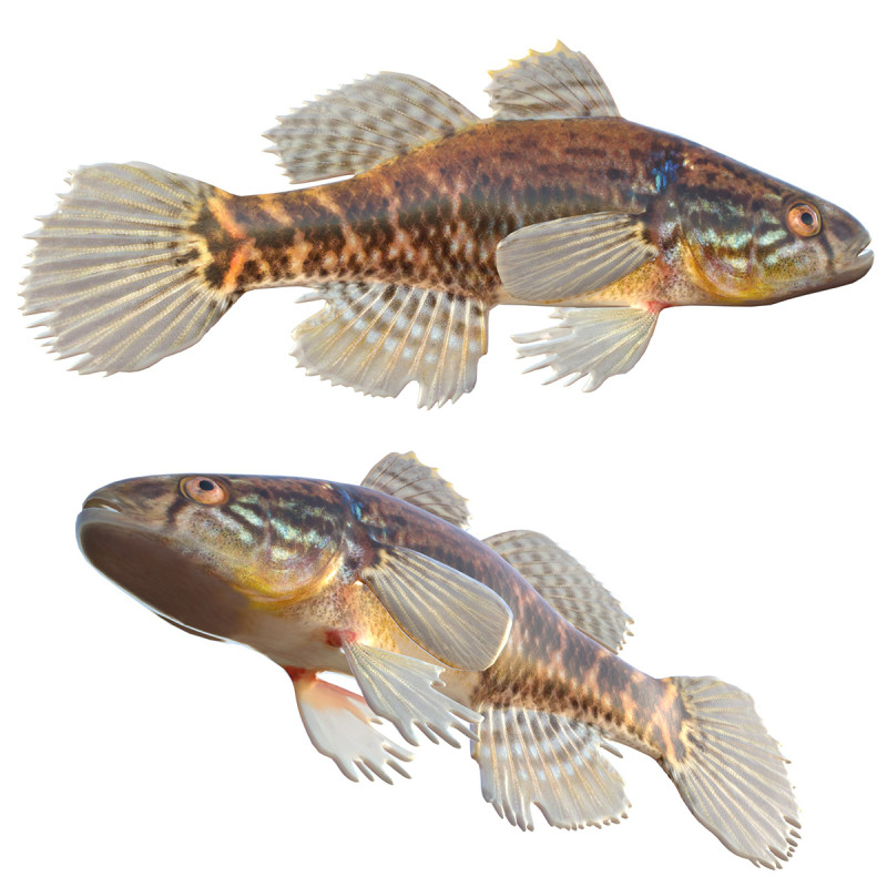 Pesce grasso dormiente Modello 3D .c4d .max .obj .3ds .fbx .stl .blend 