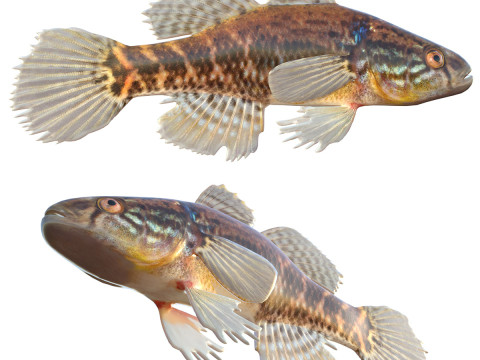 मोटी स्लीपर मछली 3D मॉडल