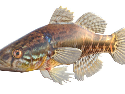 Pesce grasso dormiente Modello 3D