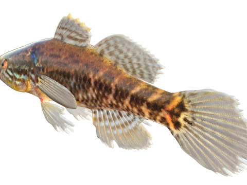 Pesce grasso dormiente Modello 3D