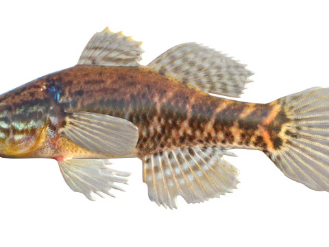 Fat Sleeper fish 3D Model