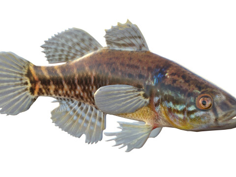 Pesce grasso dormiente Modello 3D