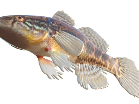 Pesce grasso dormiente Modello 3D