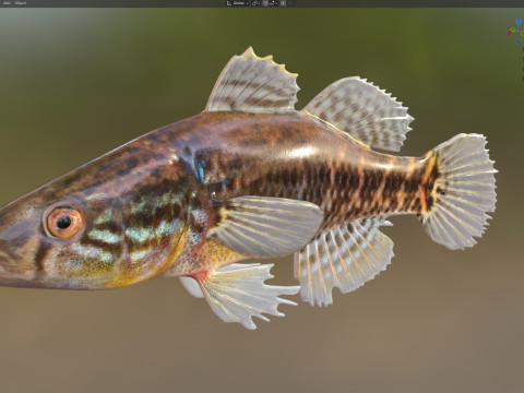 Pesce grasso dormiente Modello 3D