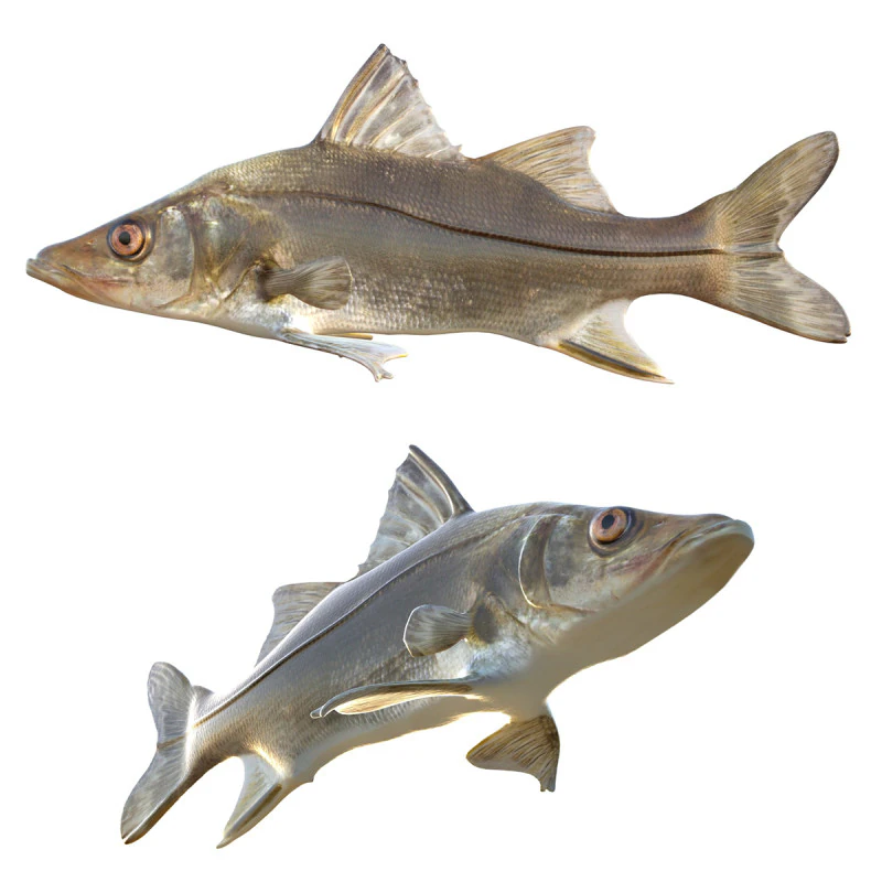 Fat Snook fish 3D Model .c4d .max .obj .3ds .fbx .stl .blend